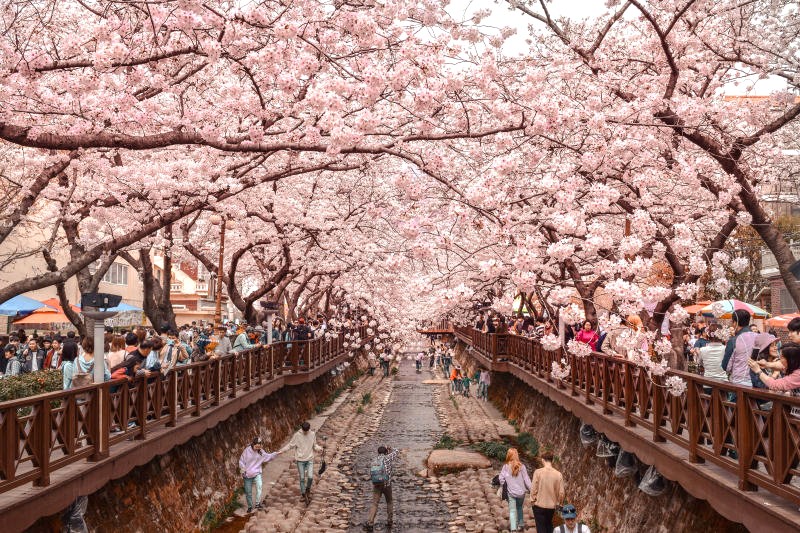 Jinhae: Thành phố du lịch Hàn Quốc nổi tiếng.