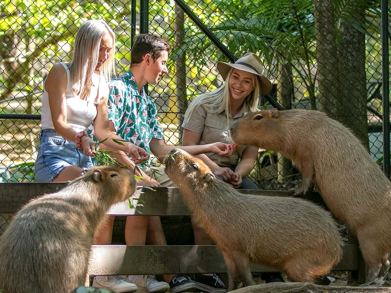 Gặp gỡ và tương tác với động vật hoang dã, đặc biệt là những chú Capybara thân thiện, tại Khu Bảo tồn Động vật Hoang dã Currumbin. Ảnh: Currumbin Wildlife Sanctuary.