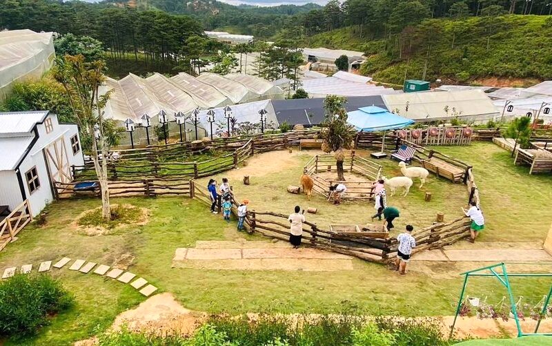 Khám phá vườn hoa quả đẹp tại Nông trại Frenzy Farm.