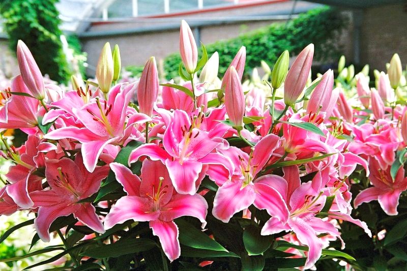 Triển lãm lily Keukenhof diễn ra 10 ngày cuối mùa hoa.