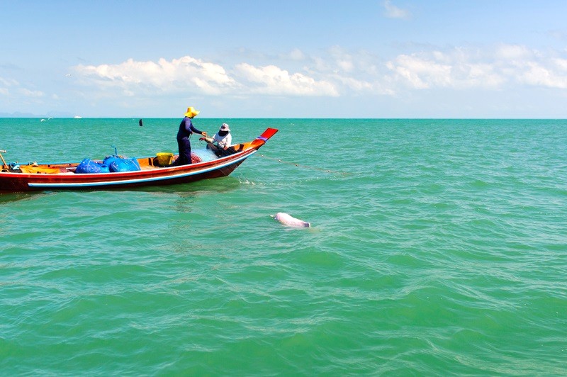 Cá heo hồng Khanom: takemetour