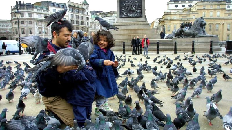 Trafalgar Square từng là điểm thu hút hàng ngàn chim bồ câu, giờ đây đã ít hơn nhiều. (Ảnh: mylondon)