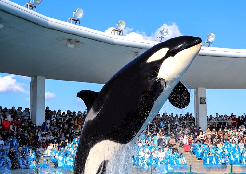 Kamogawa Sea World, trung tâm giải trí biển lớn ở bán đảo Boso, Chiba. (Ảnh: fun-japan)