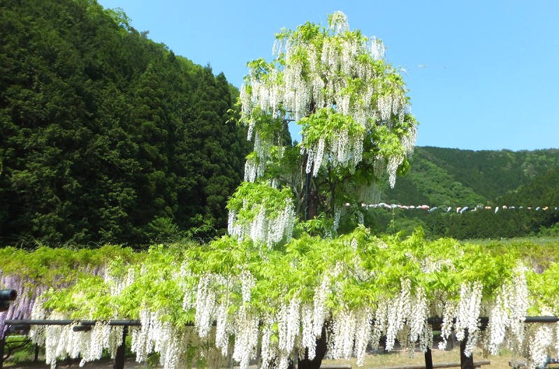 Công viên Shirai Oomachi Fuji: Không gian ngắm hoa thoáng đãng.