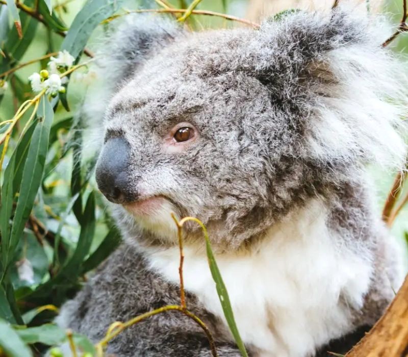 Nơi đây là nhà của nhiều loài động vật đặc sắc của Úc. 🇦🇺