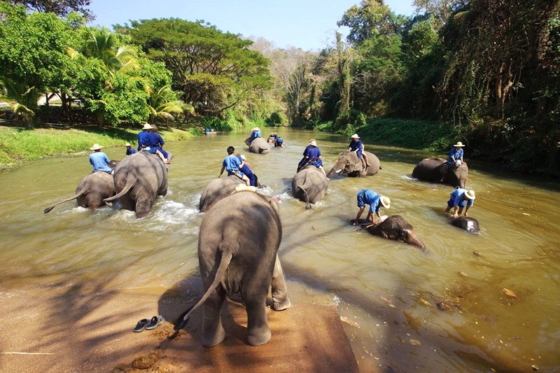 Trung tâm bảo tồn voi Lampang: Nhiều hoạt động thú vị! (Ảnh: mychiangmaitour)