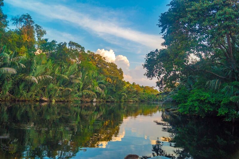 L่อง thuyền trên sông Kinabatangan, bạn sẽ choáng ngợp trước vẻ đẹp hoang sơ và động vật hoang dã quý hiếm của Borneo.