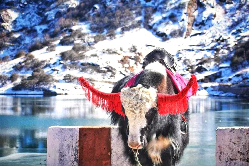 Hồ Tsomgo (hay Tsongmo, Changu), hồ băng ở Đông Sikkim, Sikkim.