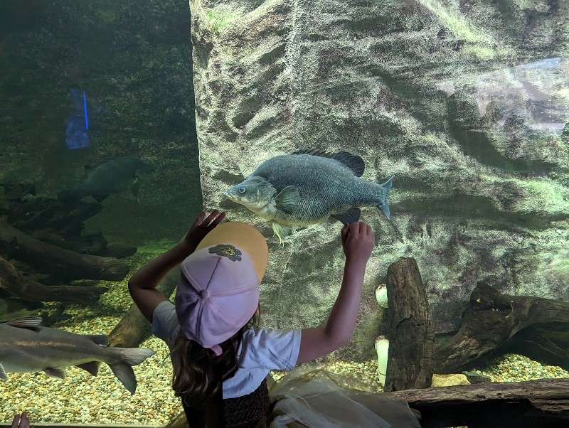 Sydney Zoo không chỉ có động vật hoang dã, còn có khu vực sinh vật biển hấp dẫn. (Ảnh: mumslittleexplorers)