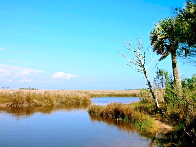 St. Marks: thiên đường động vật hoang dã bờ biển Florida (Ảnh: Tripadvisor)