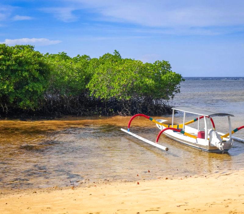 Rừng ngập mặn Nusa Lembongan: hệ sinh thái độc đáo, đáng ghé thăm. (Ảnh: Justin Member)