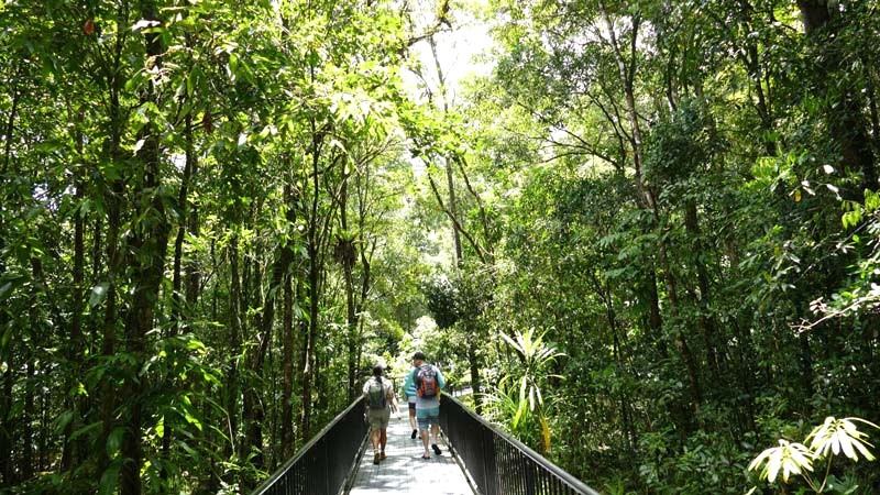 Rừng Daintree: Hệ sinh thái đa dạng (Ảnh: reefunlimited)