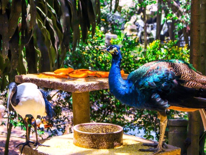 Kuala Lumpur Bird Park đưa bạn lạc vào thế giới nhiệt đới, khám phá sự đa dạng của loài chim. (Ảnh: stgileshotels)