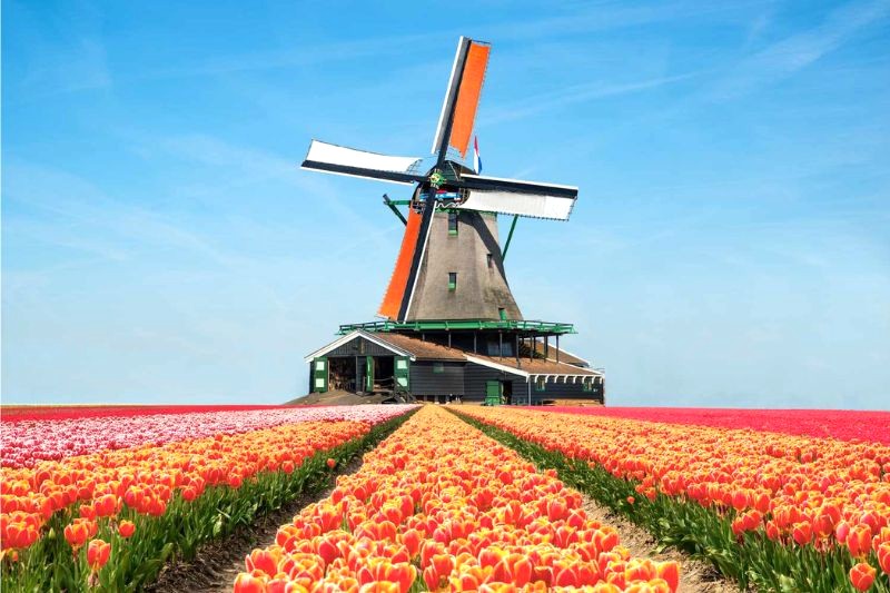 Keukenhof: Cánh đồng hoa tulip rực rỡ, điểm xuyết cối xay gió cổ kính.