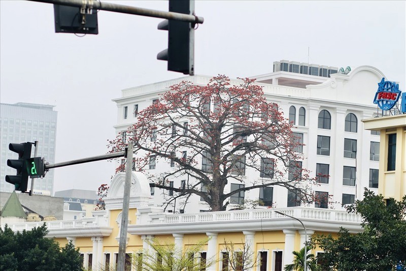 Ngắm hoa gạo rực rỡ trên phố Trần Khánh Dư, Phạm Ngũ Lão, ngã ba Giải Phóng - Phương Mai (Hà Nội).