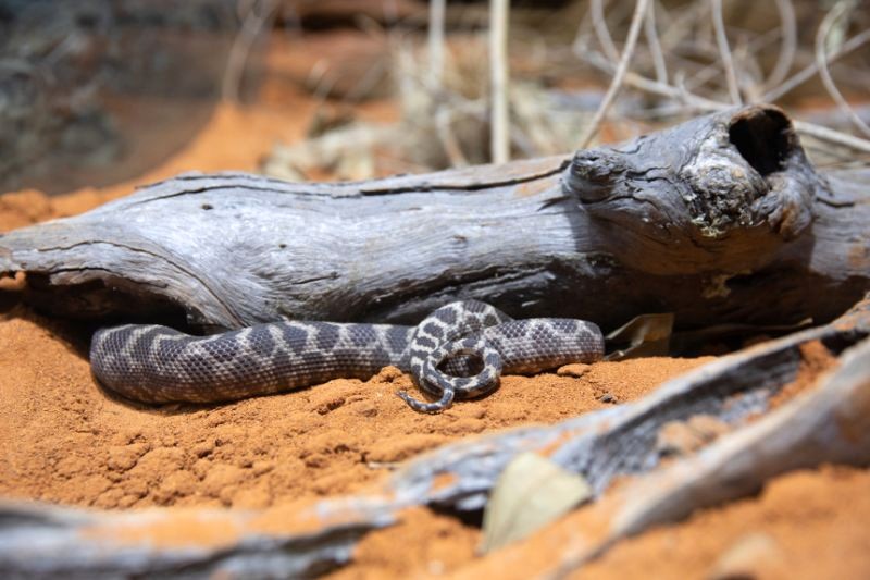 Gần gũi bò sát và động vật về đêm là trải nghiệm độc đáo tại Sydney Zoo. (Ảnh: broadsheet)