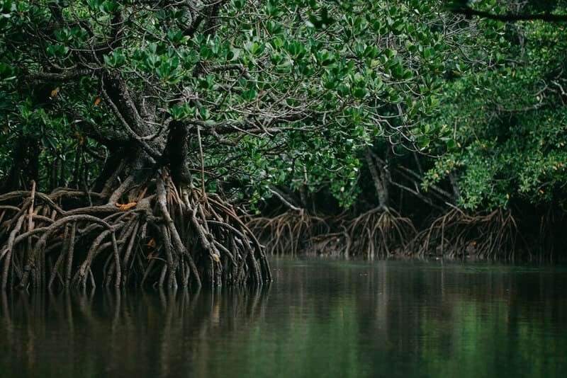 Rừng ngập mặn Ishigaki, khung cảnh thanh bình và không gian thiên nhiên trong lành, là điểm đến lý tưởng khi bạn ghé thăm hòn đảo này. (Ảnh: ippei-janine)