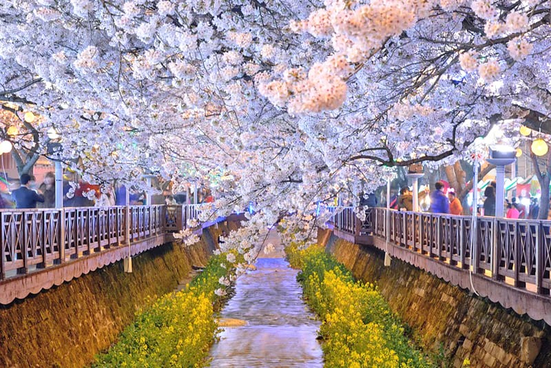 Jinhae rực rỡ với 360.000 cây anh đào nở rộ, đẹp nhất tại cầu Yeojwacheon và ga Kyunghwa.