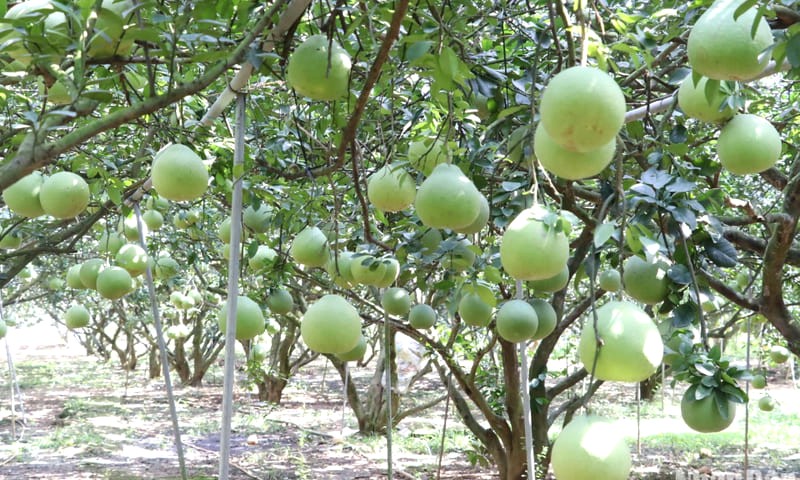 Làng bưởi Tân Triều là điểm đến lý tưởng cho du khách yêu thiên nhiên tại Đồng Nai.