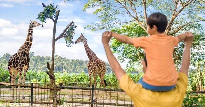 Singapore Zoo: Sở thú dịch vụ tốt nhất thế giới (Ảnh: mandai)