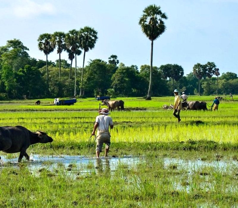 Kampong Cham: Mộc mạc, yên bình (Ảnh: Tripadvisor)