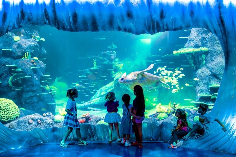 SEA Life Sydney Aquarium: Nhà của hơn 12.000 loài động vật (Ảnh: visitsealife).