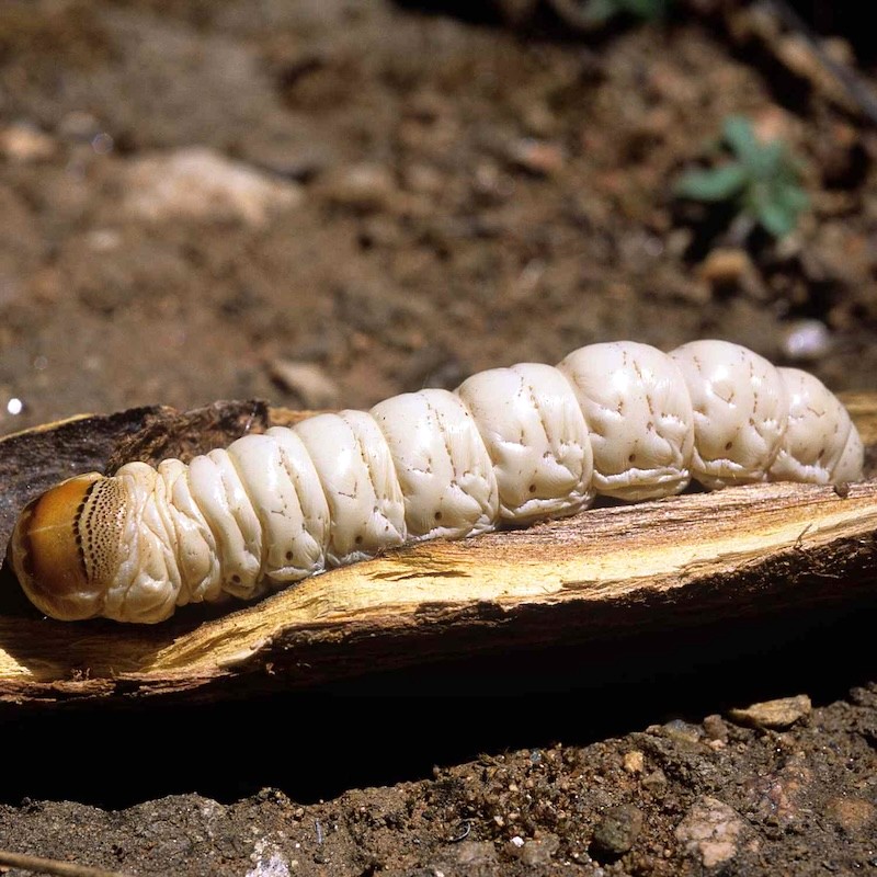 Witchetty Grub là ấu trùng của bướm đêm thuộc họ Cossidae, đặc biệt là loài Endoxyla leucomochla. (Ảnh: foodandwine)