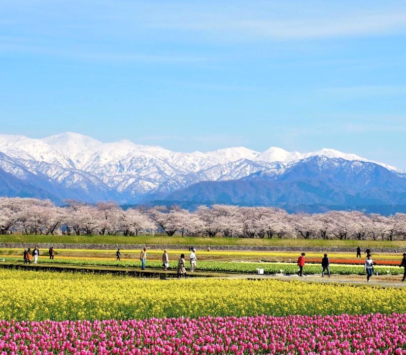 Asahi Funagawa Spring Quartet: Hoa nở rực rỡ! (Ảnh: visit-toyama-japan)