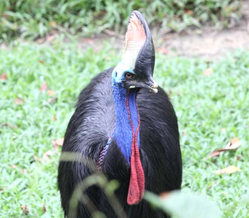 Ngoài vẹt, công viên còn là nhà của đà điểu độc đáo. (Ảnh: klbirdpark)