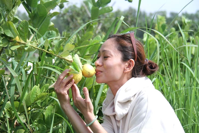 Vườn chanh trĩu quả.