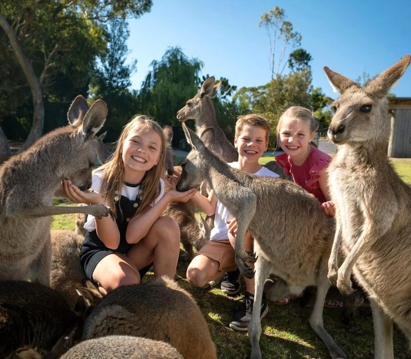 Chuột túi dễ thương tại Symbio Wildlife Park (ảnh: Kevin Fallon).