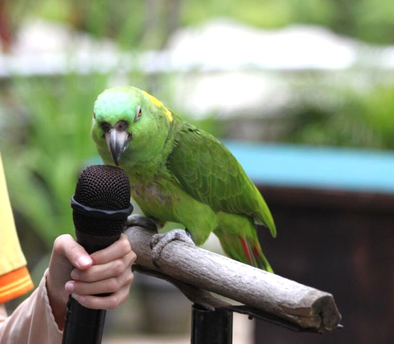 Chiêm ngưỡng chim muông khoe sắc. (Ảnh: klbirdpark)