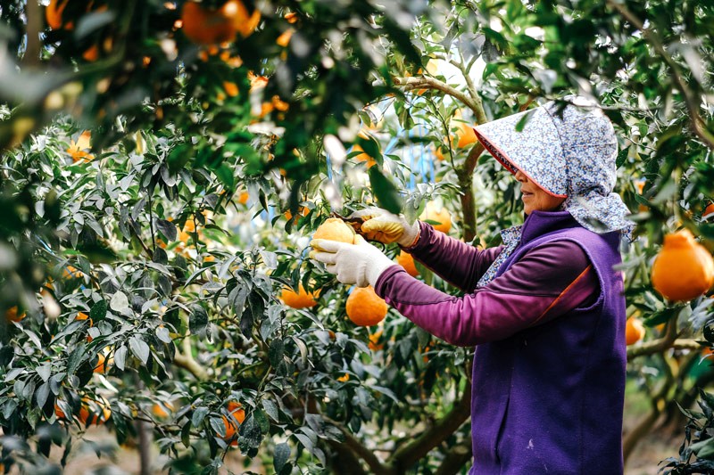 Khám phá vườn quýt Jeju, bạn sẽ hiểu hành trình vun trồng nên những trái quýt căng tròn của người dân nơi đây. (Ảnh: thelazyholiday)