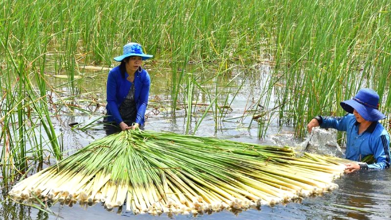 Bồn bồn mọc nhiều ở Đồng bằng sông Cửu Long. (Ảnh: Thamhiemmekong)