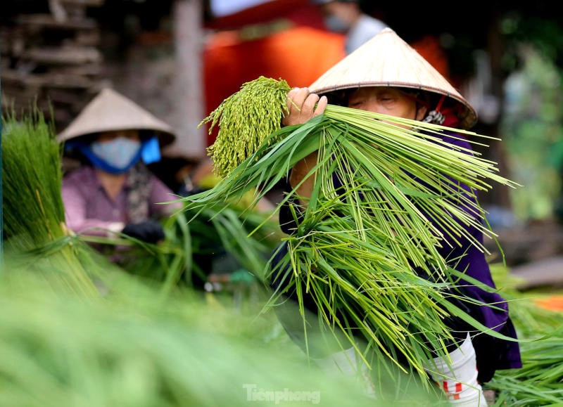 Nghề làm cốm Làng Mễ Trì đã có lịch sử hơn một thế kỷ, trải qua bao thăng trầm (Ảnh: CafeF).