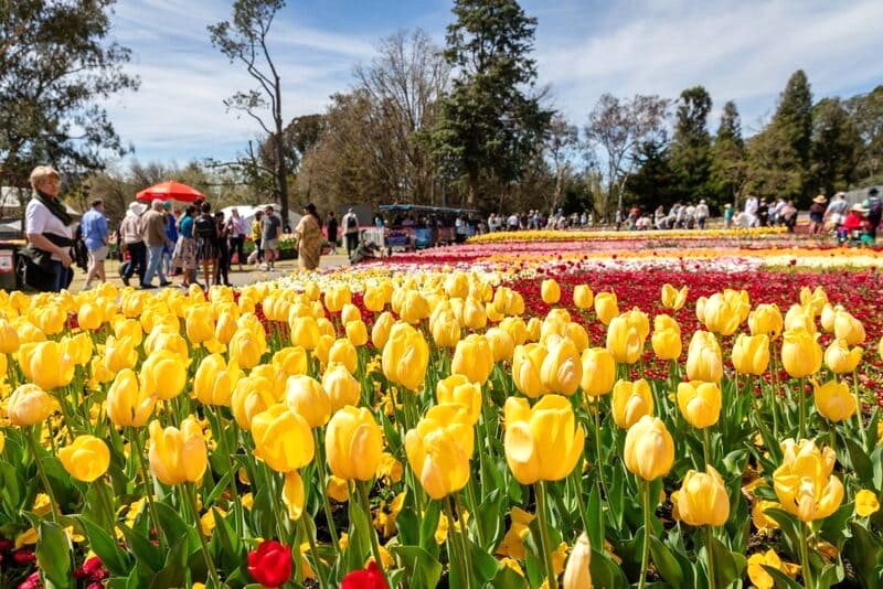 Trải nghiệm không gian ấn tượng với hơn 1 triệu đóa hoa tại Lễ hội Floriade.