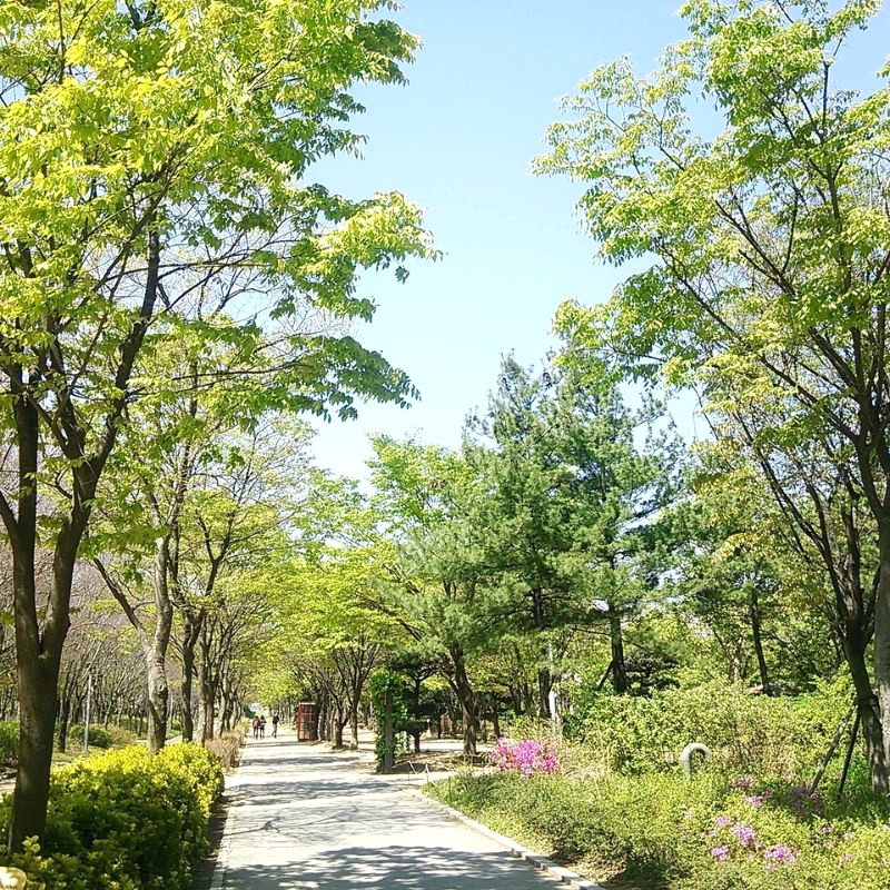 Seoul Forest, nay là công viên cây xanh, từng là địa điểm đa dạng: rừng săn bắn Hoàng gia Joseon, trường đua ngựa, sân golf và công viên thể thao. (Ảnh: tripadvisor)