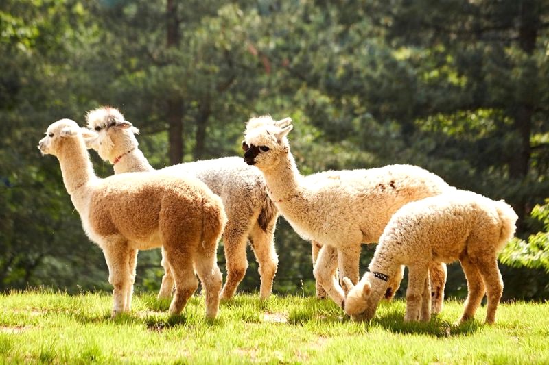 Ghé thăm Alpaca World ở Hàn Quốc, bạn sẽ được tương tác, cho ăn và chụp ảnh với những chú alpaca dễ thương. (142 ký tự)