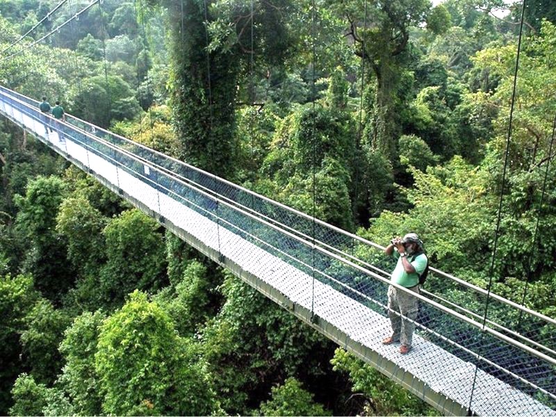 Khám phá cây cầu treo Treetop Walk nổi tiếng tại công viên MacRitchie Reservoir. (Ảnh: Sassymamasg)