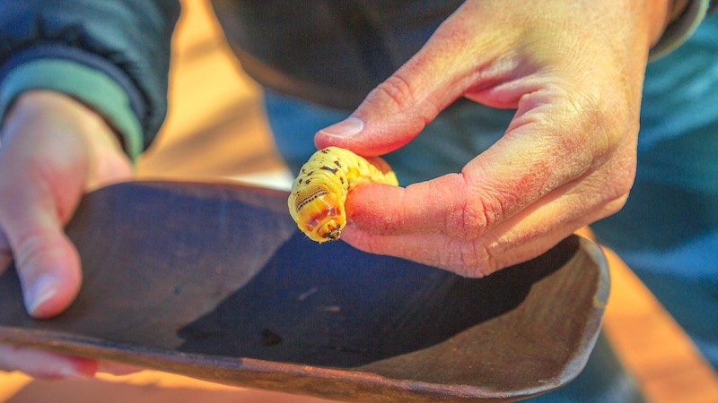 Witchetty Grub: Vẻ ngoài không bắt mắt, nhưng hương vị lại gây bất ngờ. (Ảnh: tastingtable)