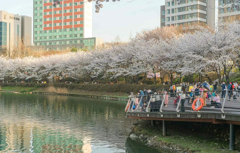 Lễ hội hoa anh đào hồ Seokchon, Seoul, thu hút du khách bởi vẻ đẹp rực rỡ của hoa anh đào. (Ảnh: seoulinspired)