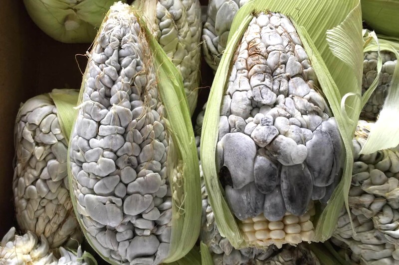 Huitlacoche, món ngon Mexico từ lâu đời. (Ảnh: Fundación Tortilla)