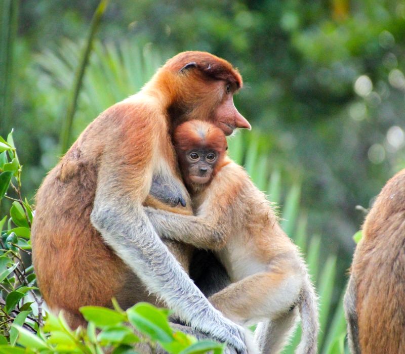 Kalimantan: Nơi ẩn náu của động vật quý hiếm.  (60 ký tự)