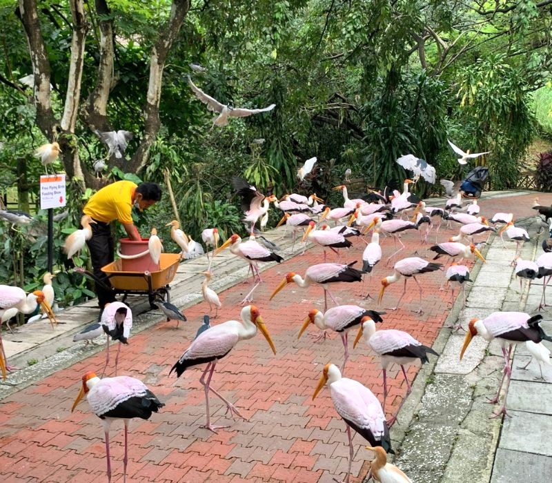 Khám phá thế giới chim tại KL Bird Park!  Ảnh: klbirdpark