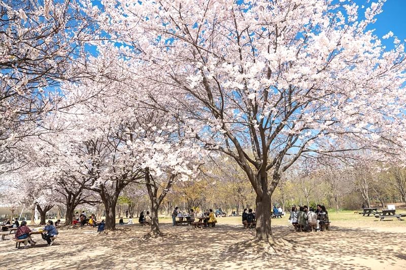 Seoul Forest Park là điểm đến lý tưởng để ngắm hoa anh đào nở rộ, thu hút nhiều người dân địa phương với không gian rộng lớn và nhiều cây xanh. (Ảnh: koreatodo)