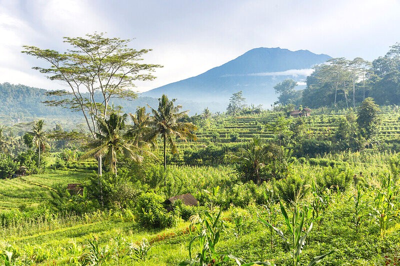 Dạo bước trên những cánh đồng lúa xanh mướt ở Sidemen Bali. (Ảnh: ©Look / Rötting+Pollex)