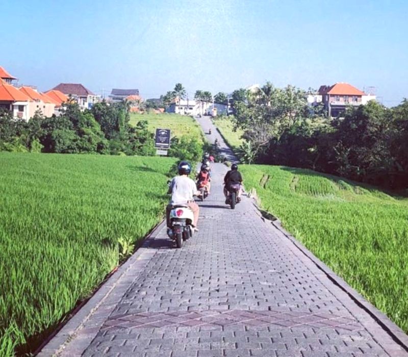 Cánh đồng lúa xanh trải dài. (Ảnh: Local Bali)