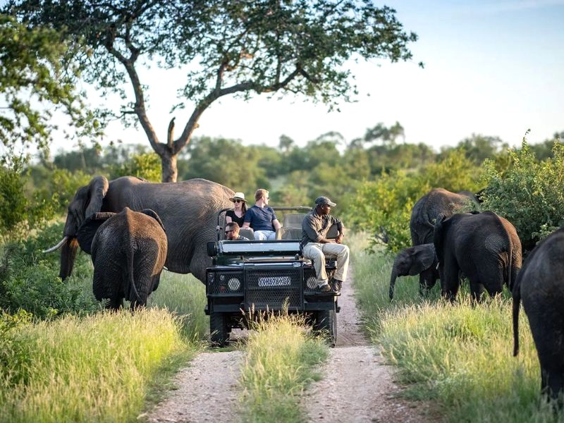 Khám phá châu Phi bằng xe jeep: Chuyến tham quan trọn ngày, bắt đầu từ sáng sớm. (Ảnh: Discover Africa Safaris)