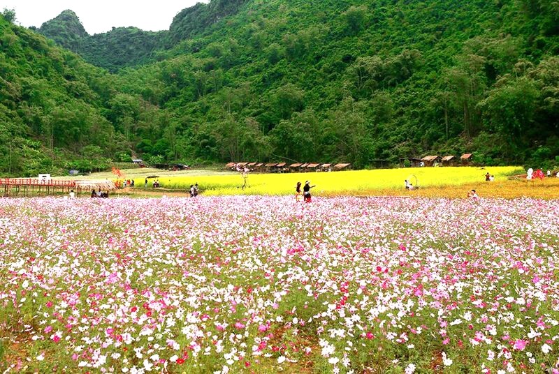 Thung lũng hoa Bắc Hà rực rỡ sắc màu của muôn loài hoa. (Ảnh: Bách Hóa Xanh)