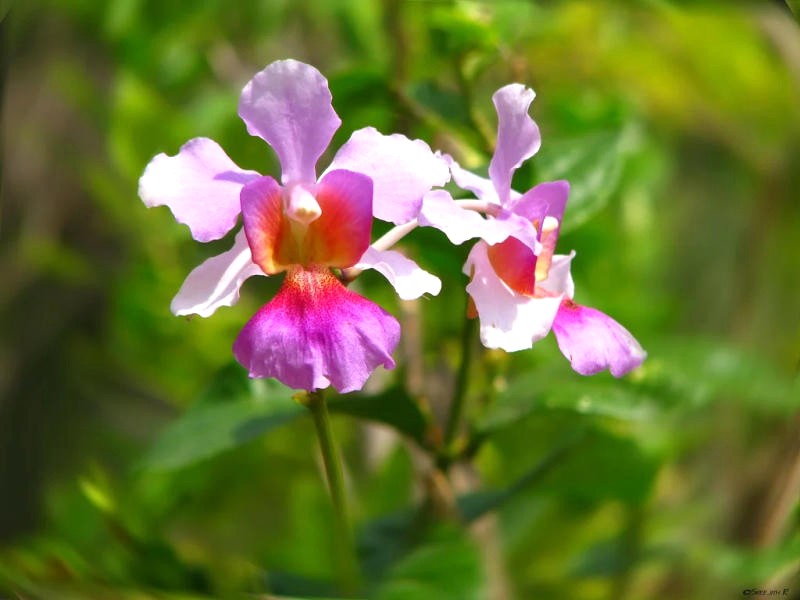 Biểu tượng vườn lan - hoa Miss Joaquim, đẹp hút hồn, nhất định phải ghé thăm! (Ảnh: vuonphonglan.vn)